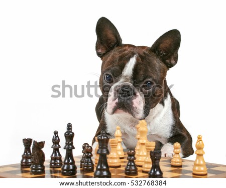 a cute boston terrier looking intently at a chess game isolated on white studio shot 