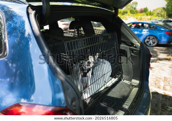Cute Boston Terrier\
puppy in a cage in the boot of a car. The car is stationary and the\
boot door is open 