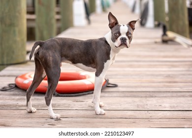 Cute Boston Terrier Puppy On Marina Dock Near Red Life Preserver