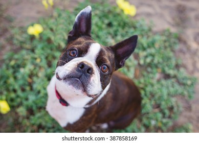 Cute Boston Terrier Smiling Up At Camera