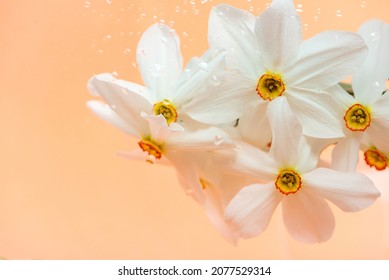 Cute bouquet of aromatic fresh white narcissus flowers and small water drops on beige pastel background extreme close view