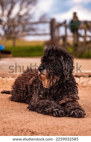 Cute Bouvier Des Flandres dog portrait