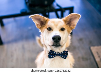 Cute Bow Tie Dog