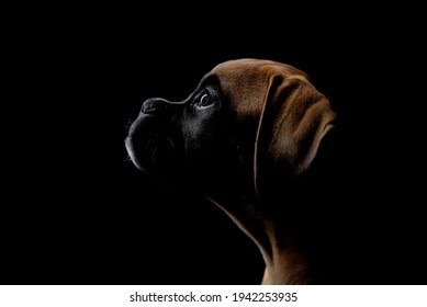 Cute boxer puppy attentive profile portrait isolated on black background