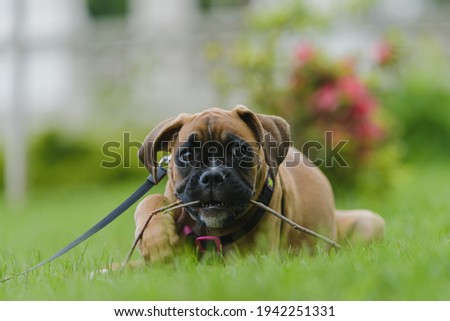 Cute boxer puppy chewing in grass