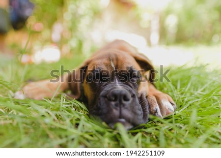 Cute boxer puppy sleeping in grass