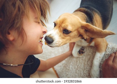 Cute boy feeds the Beagle dog at home. High quality photo.