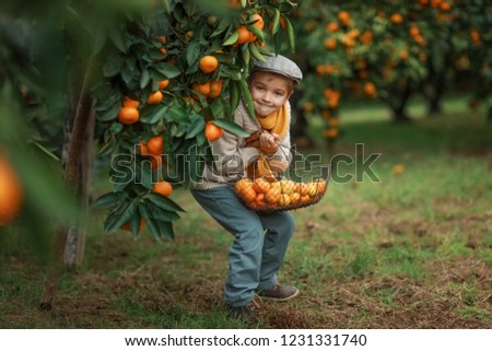 Similar – Happy kid putting apple in wicker basket with harvest