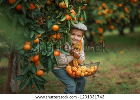 Similar – Happy kid putting apple in wicker basket with harvest