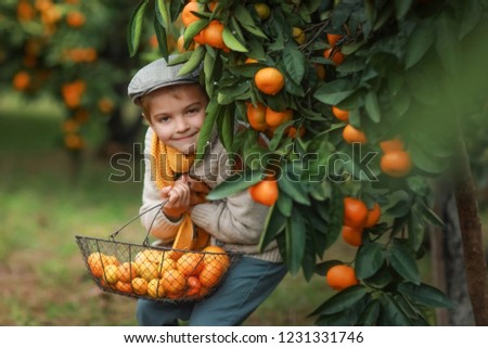 Similar – Happy kid putting apple in wicker basket with harvest