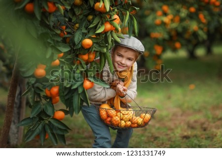 Similar – Happy kid putting apple in wicker basket with harvest