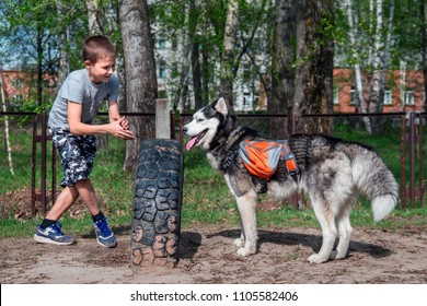 Cute Boy Trains And Plays With The Husky Dog On The Training Ground For Dogs. Child Teaches The Siberian Husky To Jump Over Obstacles. Teenager Persuades The Stubborn Pet To Perform A Trick.