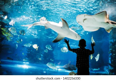 Cute Boy Watches Fishes In Aquarium