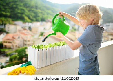 Cute boy is watering self-grown microgreens plants in a box on the balcony on sunny summer day. Kitchen garden on your balkony. - Powered by Shutterstock