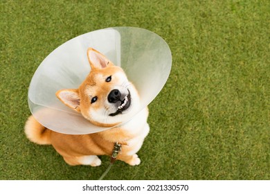 Cute breed Shiba inu dog wearing protective with cone collar on neck after surgery. closeup pet outdoor.