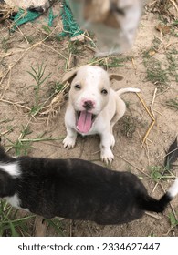 Cute, bright, friendly, but too hyper Which to deal with the dog is to practice discipline, change the habit to follow orders.