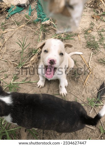 Cute, bright, friendly, but too hyper Which to deal with the dog is to practice discipline, change the habit to follow orders.