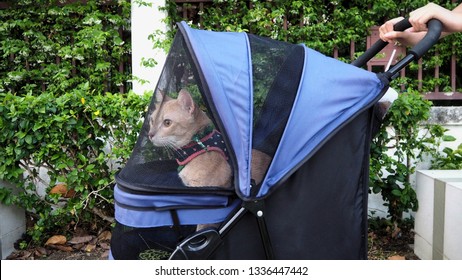 stroller for cats