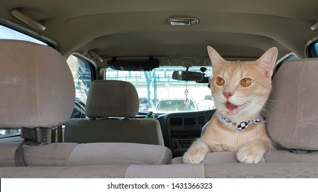 A Cute Bright Orange Cat Wearing Fabric Collar In Car When Travel With Owner On Summer.