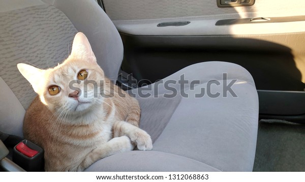 a cute bright
orange cat who has orange eyes sitting on seat inside car when
travel with owner on holiday.