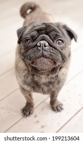 Cute Brindle Coloured Pug Standing Outside