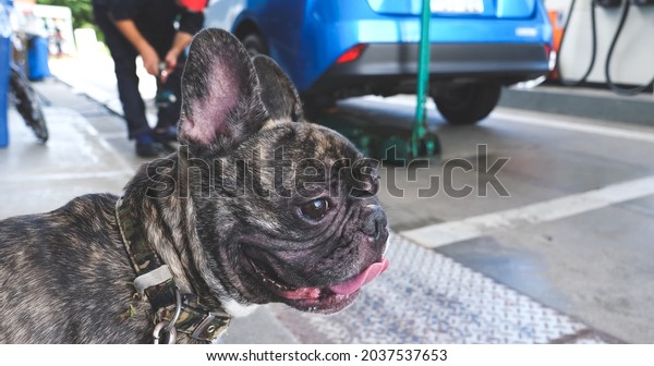 Cute brindle French\
bulldog at  gasoline station while the car is being repaired ,\
travel with dog concept