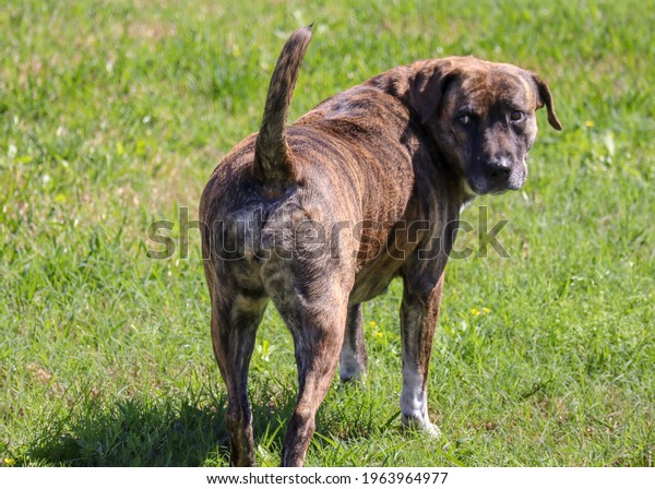 boxer labrador clipart free