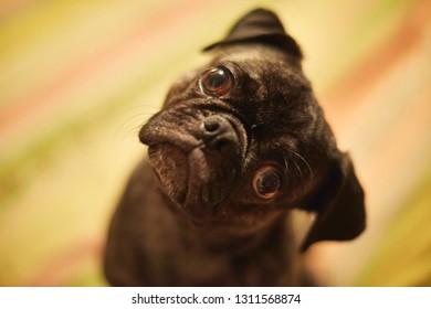 Cute Brindle Pug With Head Tilt.