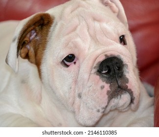 Cute British Bulldog Puppy Looking At A Noise With Inquisitive Face