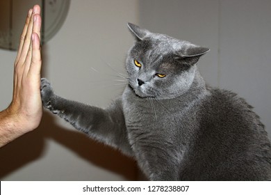 Cute British Cat Giving High Five Wallpaper