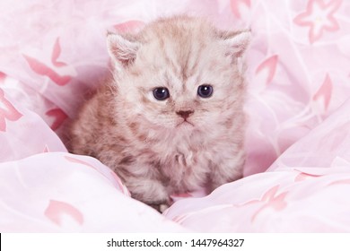 Cute British Kitten Images Stock Photos Vectors Shutterstock