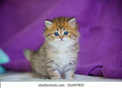 38,712 Long haired kitten Images, Stock Photos & Vectors | Shutterstock