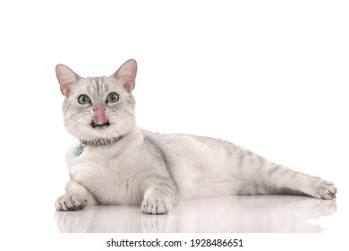 Cute british short hair cat looking at camera and licking lips on white background isolated - Powered by Shutterstock