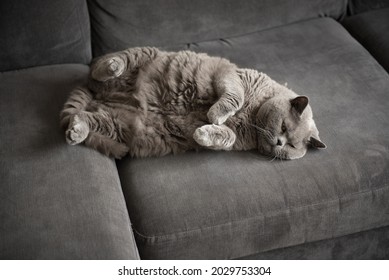 3,647 Cat short legs Images, Stock Photos & Vectors | Shutterstock