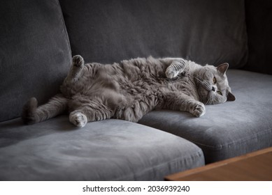 3,647 Cat short legs Images, Stock Photos & Vectors | Shutterstock