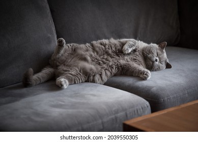 3,647 Cat short legs Images, Stock Photos & Vectors | Shutterstock