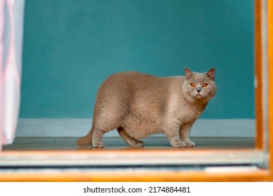 Cute British short hair cat with light brown fur walking in a room with blue color wall. Chubby and loveable pet of the house. Looking at the viewer.