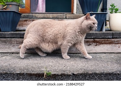 Cute British short hair cat with light brown fur walking on a back yard porch. . Chubby and loveable pet of the house.