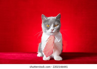 cute british shorthair cat with business tie