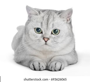 British Short Hair Cat White Background Images Stock Photos