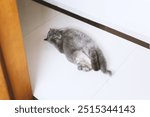 A cute British Shorthair cat lies peacefully on the clean white floor, fast asleep. Its round body and soft fur create a picture of cozy relaxation, adding warmth to the minimalist space.