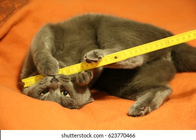 cute british shorthair cat playing with folding yardstick on orange blanket 
