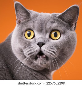 Cute british shorthair cat portrait looking surprised or shocked on an orange background with copy space - Shutterstock ID 2257632299