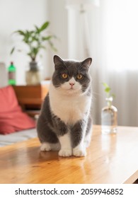 Cute British Shorthair cat sitting on the table
