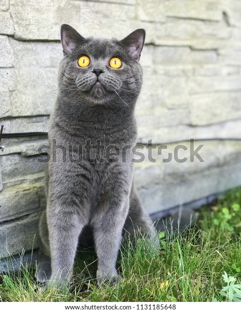 Cute British Shorthair Grey Cat Walking Stock Photo Edit Now