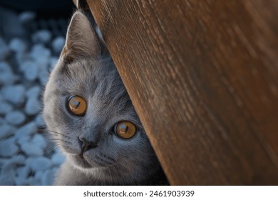 Cute British Shorthair kitten with amber eyes hdiding under a wooden bench - Powered by Shutterstock