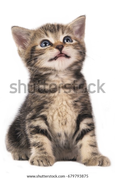 Cute British Shorthair Kitten Isolated On Stock Photo Edit Now