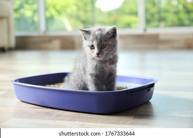 Cute British Shorthair kitten in litter box at home - Shutterstock ID 1767333644