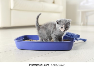 Cute British Shorthair kitten in litter box at home