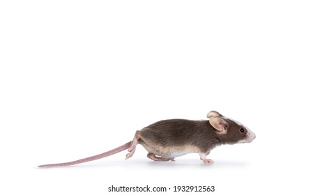 Mouse Animal Isolated High Res Stock Images Shutterstock